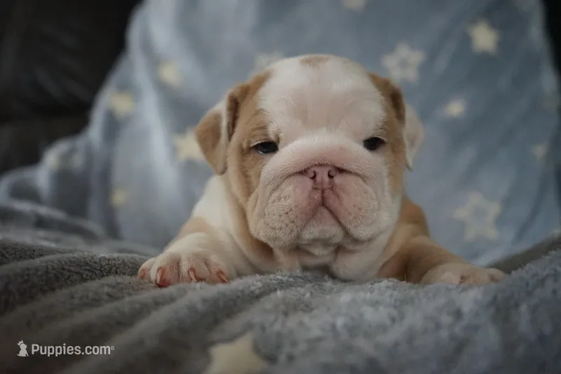 Flora-lilac fawn merle