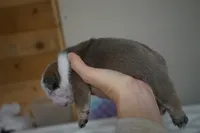 Frostine-blue sable, a female English Bulldog for sale in Louisa, VA – Photo 4 of 4