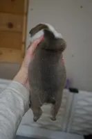 Frostine-blue sable, a female English Bulldog for sale in Louisa, VA – Photo 3 of 4