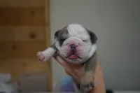 Frostine-blue sable, a female English Bulldog for sale in Louisa, VA – Photo 1 of 4