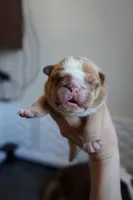 Dulce-chocolate sable, a female English Bulldog for sale in Louisa, VA – Photo 1 of 4