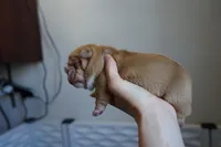 Dulce-chocolate sable, a female English Bulldog for sale in Louisa, VA – Photo 3 of 4