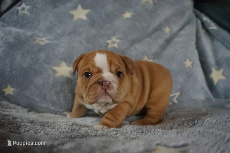 Dulce-chocolate sable