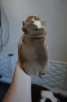 Dulce-chocolate sable, a female English Bulldog for sale in Louisa, VA – Photo 4 of 4