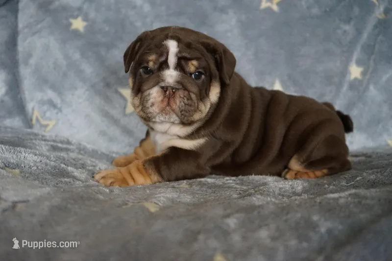 Crispin-chocolate tri