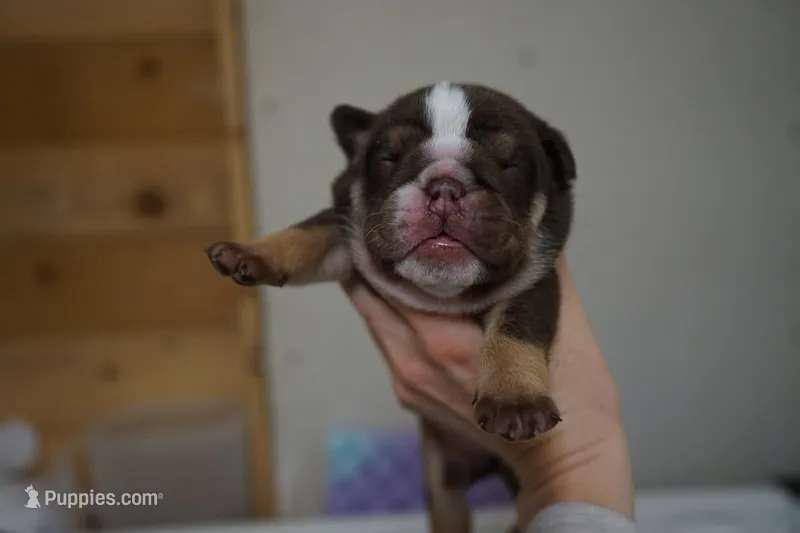 Crispin-chocolate tri