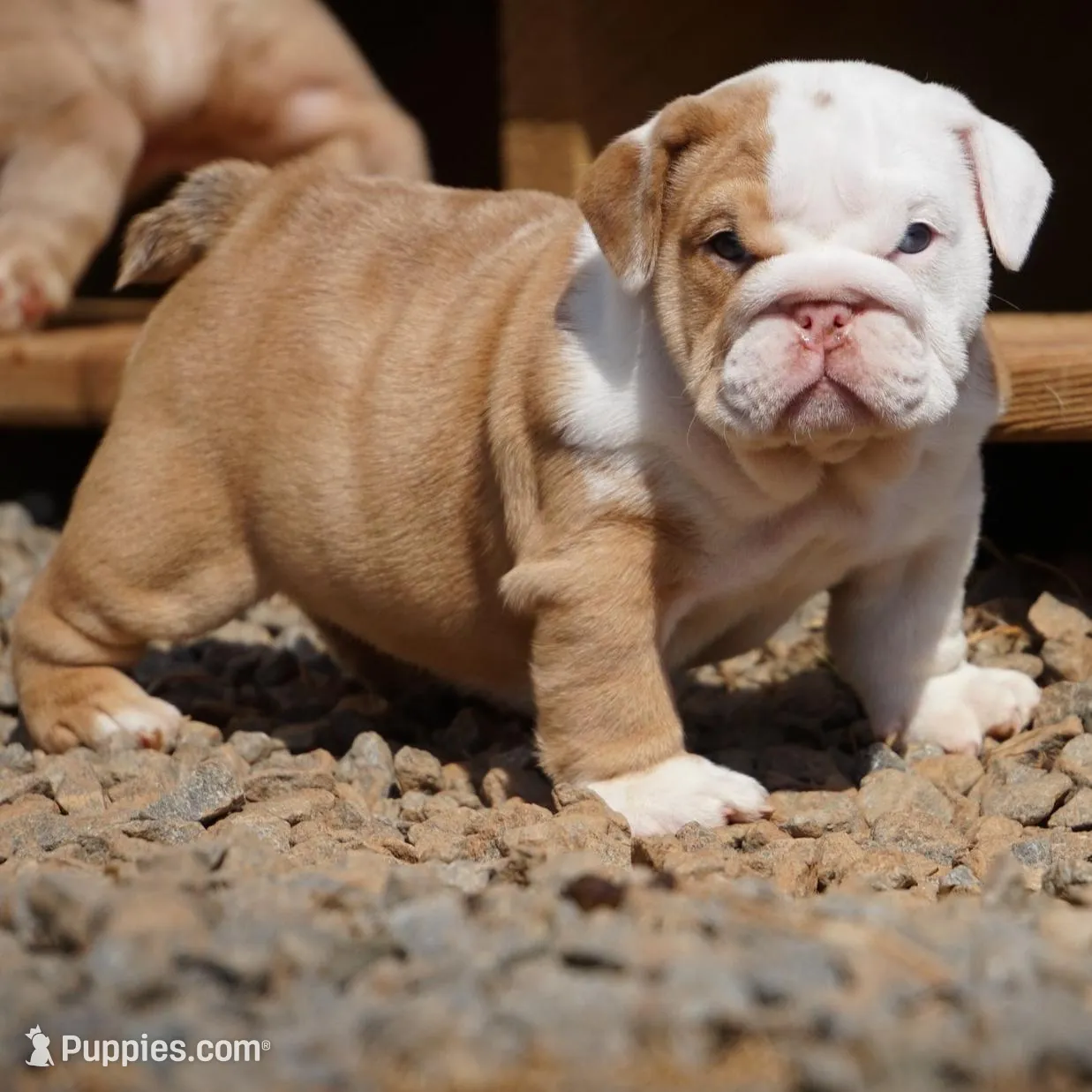 Rose-chocolate sable merle