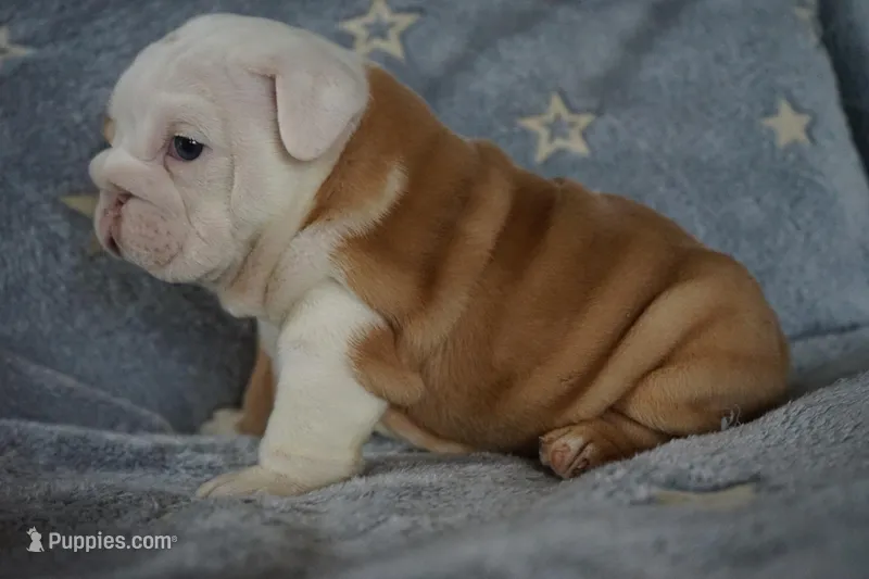 Rose-chocolate sable merle