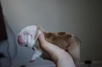 processed/e7186a6f-c8b2-42d5-a28a-9b3b01d39cc1/listing/ac11703d-d579-492e-a3e1-47740f0851b4/2e4ed9b3-e7d9-4847-97f1-46a6232ddb18