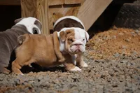 Rose-chocolate sable merle, a female English Bulldog for sale in Louisa, VA – Photo 2 of 4