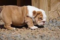 Rose-chocolate sable merle, a female English Bulldog for sale in Louisa, VA – Photo 4 of 4