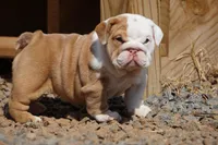 Rose-chocolate sable merle, a female English Bulldog for sale in Louisa, VA – Photo 3 of 4