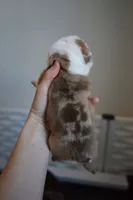 processed/e7186a6f-c8b2-42d5-a28a-9b3b01d39cc1/listing/ac11703d-d579-492e-a3e1-47740f0851b4/a31ab4ba-e053-4b4e-9beb-5d632ca6324f