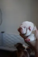 processed/e7186a6f-c8b2-42d5-a28a-9b3b01d39cc1/listing/ac11703d-d579-492e-a3e1-47740f0851b4/a411eb71-c487-4143-817e-5b0e12c21ff7