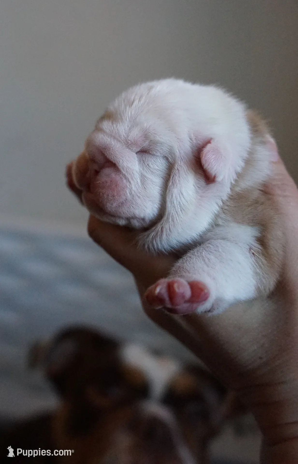 Rose-chocolate sable merle