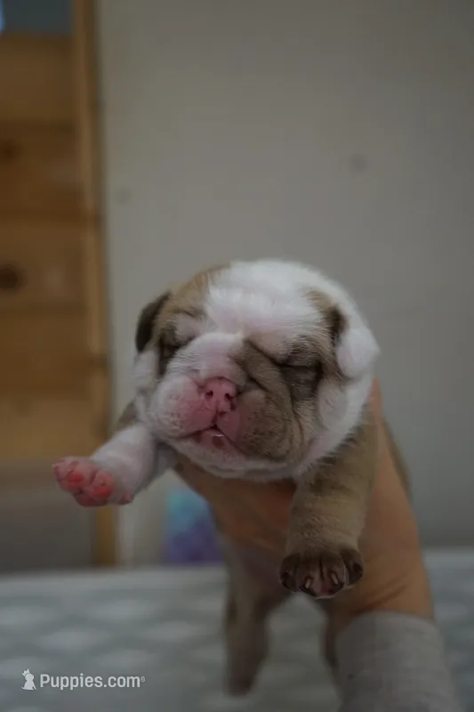 Iclyn-chocolate sable