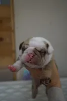 Iclyn-chocolate sable, a female English Bulldog for sale in Louisa, VA – Photo 1 of 4