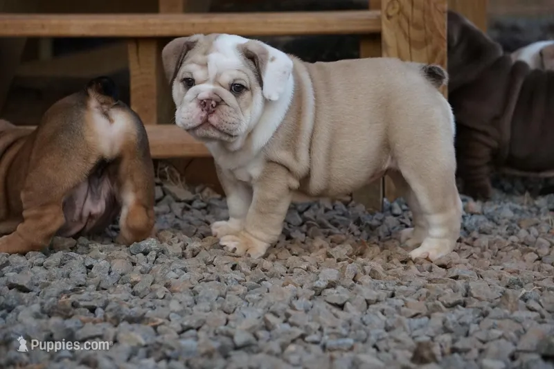 Iclyn-chocolate fawn