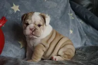 Iclyn-chocolate fawn, a female English Bulldog for sale in Louisa, VA – Photo 4 of 4