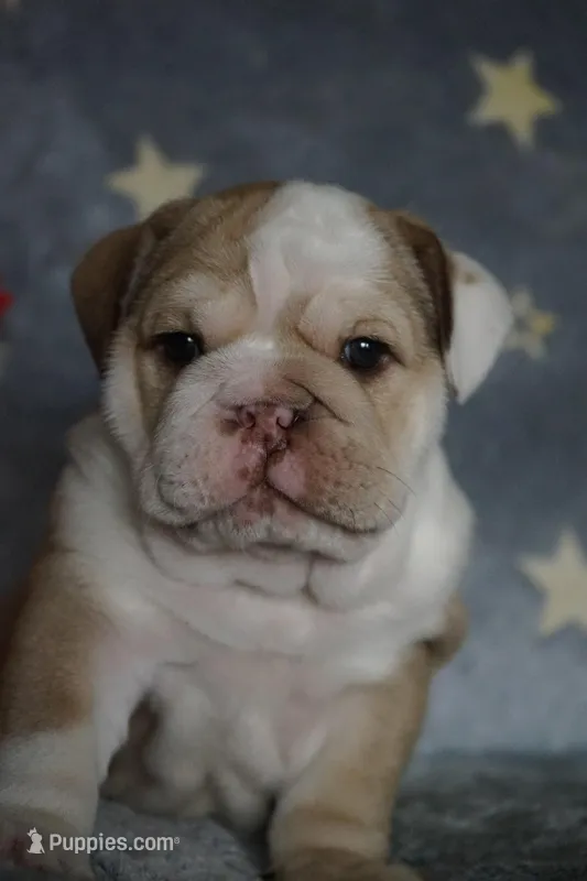 Iclyn-chocolate fawn, a female English Bulldog for sale in Louisa, VA – Photo 1 of 4
