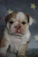 Iclyn-chocolate fawn, a female English Bulldog for sale in Louisa, VA – Photo 1 of 4