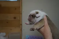 Iclyn-chocolate sable, a female English Bulldog for sale in Louisa, VA – Photo 2 of 4