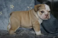 Iclyn-chocolate fawn, a female English Bulldog for sale in Louisa, VA – Photo 3 of 4