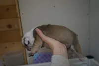 Iclyn-chocolate sable, a female English Bulldog for sale in Louisa, VA – Photo 4 of 4