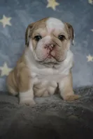 Iclyn-chocolate fawn, a female English Bulldog for sale in Louisa, VA – Photo 2 of 4