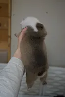 Iclyn-chocolate sable, a female English Bulldog for sale in Louisa, VA – Photo 3 of 4