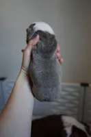 processed/e7186a6f-c8b2-42d5-a28a-9b3b01d39cc1/listing/ffcf9f66-f39c-4a2d-9bcb-783e7aa1c993/e3b3c8a9-a31e-470f-89a4-85361adebbd8