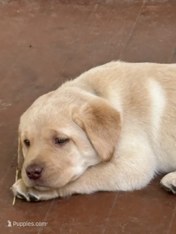 Lilly – Labrador Retriever puppy for sale in Meshoppen, PA