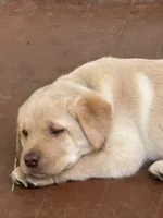 Lilly, a female Labrador Retriever for sale in Meshoppen, PA – 1 of 4