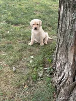 Lilly, a female Labrador Retriever for sale in Meshoppen, PA – 4 of 4