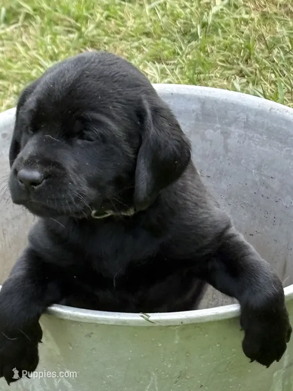 Augie – Labrador Retriever puppy for sale in Meshoppen, PA