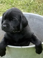 Augie, a male Labrador Retriever for sale in Meshoppen, PA – 1 of 4