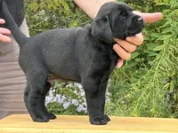 Augie, a male Labrador Retriever for sale in Meshoppen, PA – 2 of 4