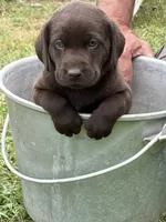 Rolo, a male Labrador Retriever for sale in Meshoppen, PA – 2 of 4
