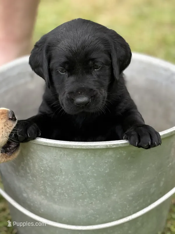 King – Labrador Retriever puppy on hold in Meshoppen, PA