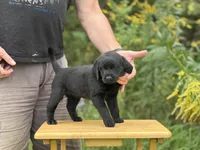 Ashe, a male Labrador Retriever for sale in Meshoppen, PA – 3 of 5