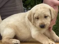 Amber, a female Labrador Retriever for sale in Meshoppen, PA – 2 of 5
