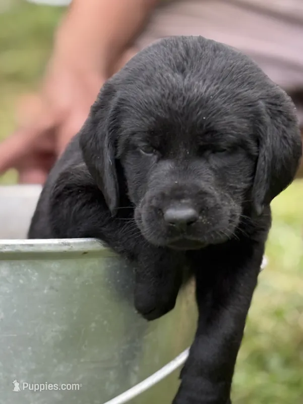 Ashe – Labrador Retriever puppy for sale in Meshoppen, PA