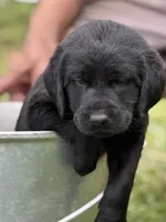 Ashe, a male Labrador Retriever for sale in Meshoppen, PA – 1 of 5