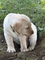 Lilly, a female Labrador Retriever for sale in Meshoppen, PA – 3 of 4