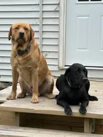 Rolo, a male Labrador Retriever for sale in Meshoppen, PA – 4 of 4