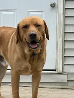 King, a male Labrador Retriever for sale in Meshoppen, PA – 3 of 4