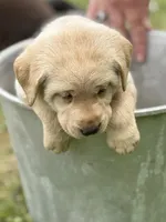 Honey, a female Labrador Retriever for sale in Meshoppen, PA – 3 of 5