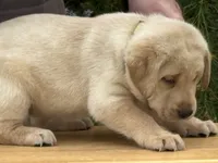 Amber, a female Labrador Retriever for sale in Meshoppen, PA – 3 of 5