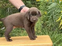 Rolo, a male Labrador Retriever for sale in Meshoppen, PA – 1 of 4
