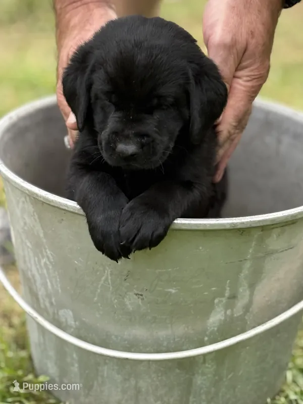 Chase – Labrador Retriever puppy for sale in Meshoppen, PA